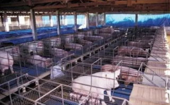 中国养猪业,中国养猪业的崛起与可持续发展之路